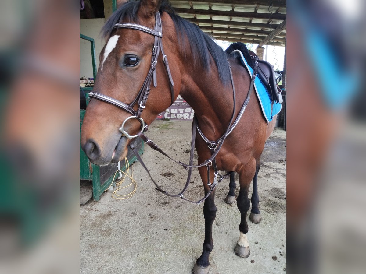 Pura sangre inglés Caballo castrado 4 años 165 cm Castaño in Campiglione fenile