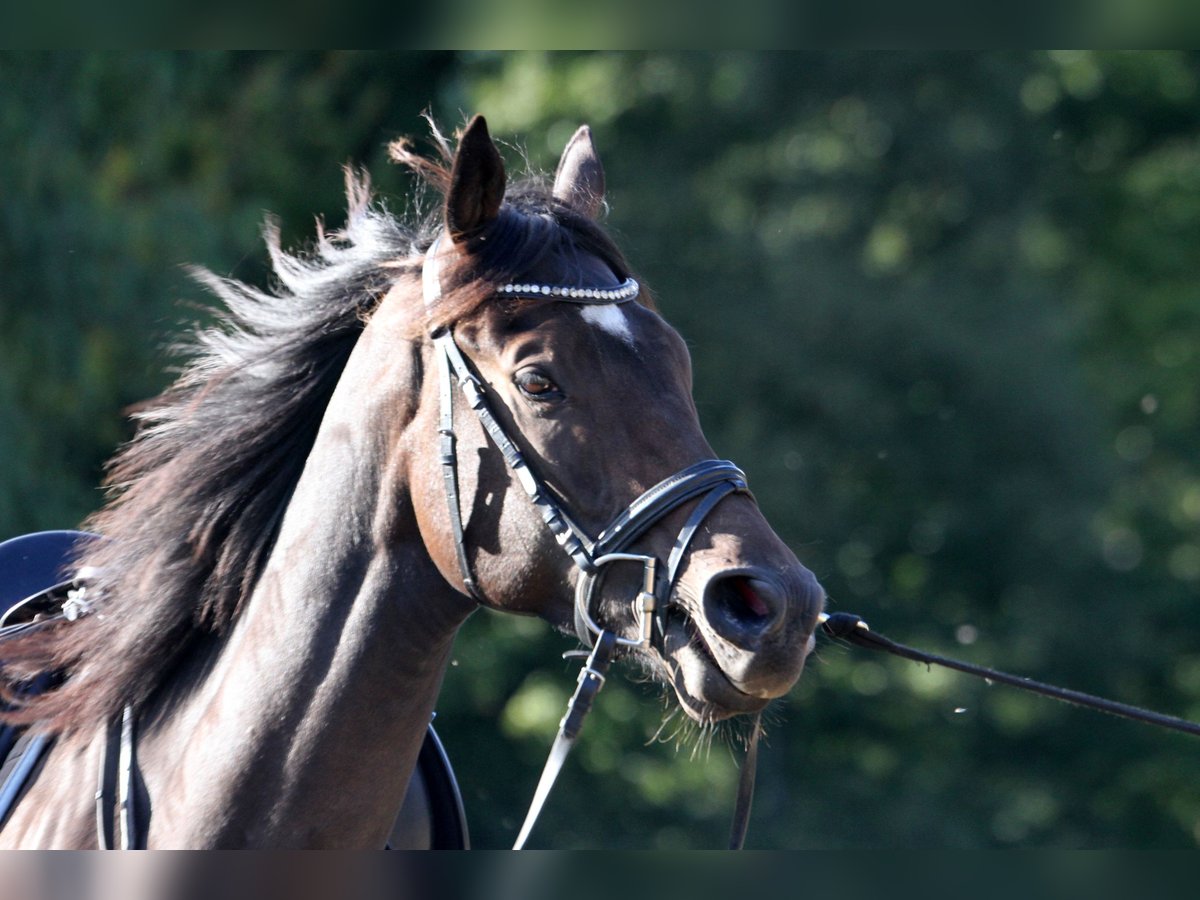 Pura sangre inglés Caballo castrado 4 años 165 cm Castaño oscuro in Colnrade