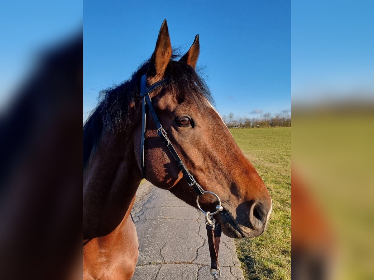 Pura sangre inglés Caballo castrado 4 años Castaño in Lorch