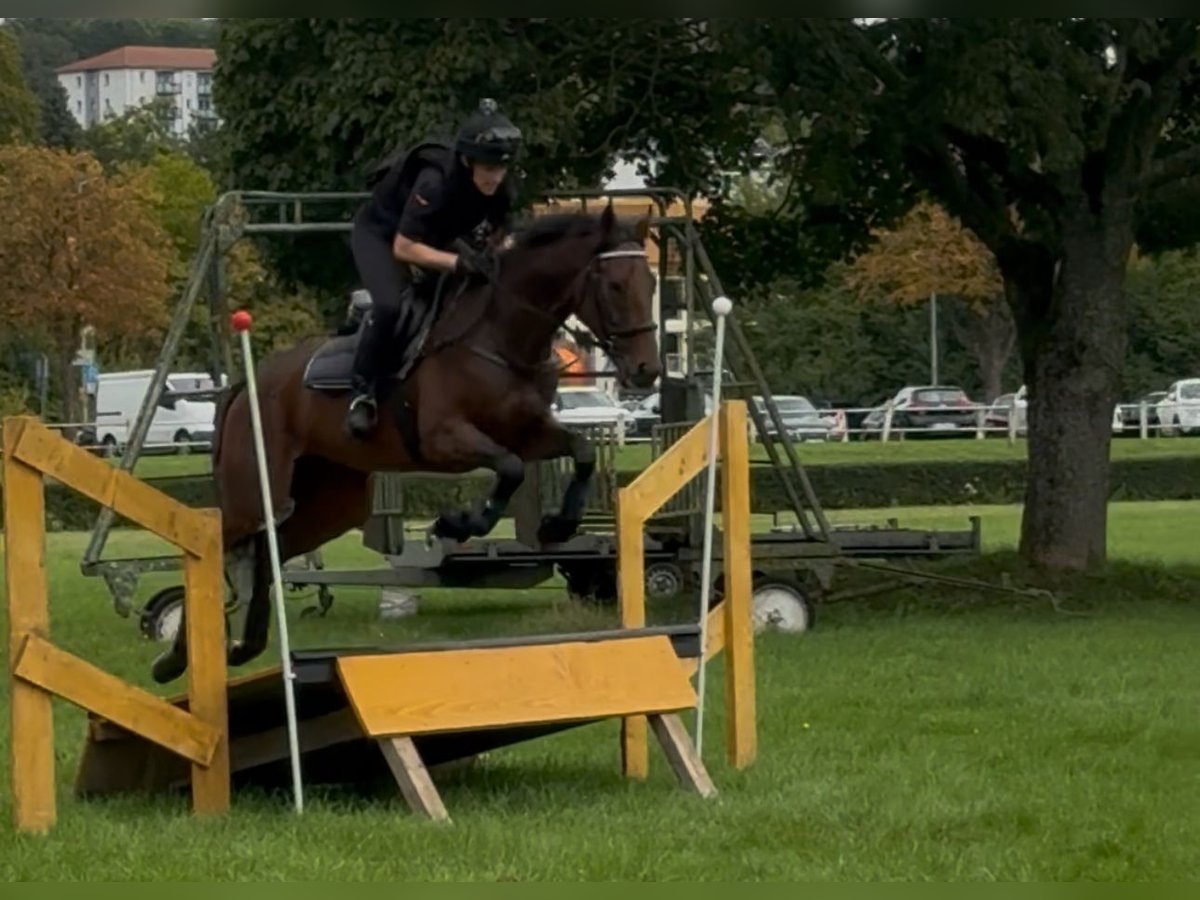 Pura sangre inglés Caballo castrado 5 años 160 cm Castaño in Zweibr&#xFC;cken