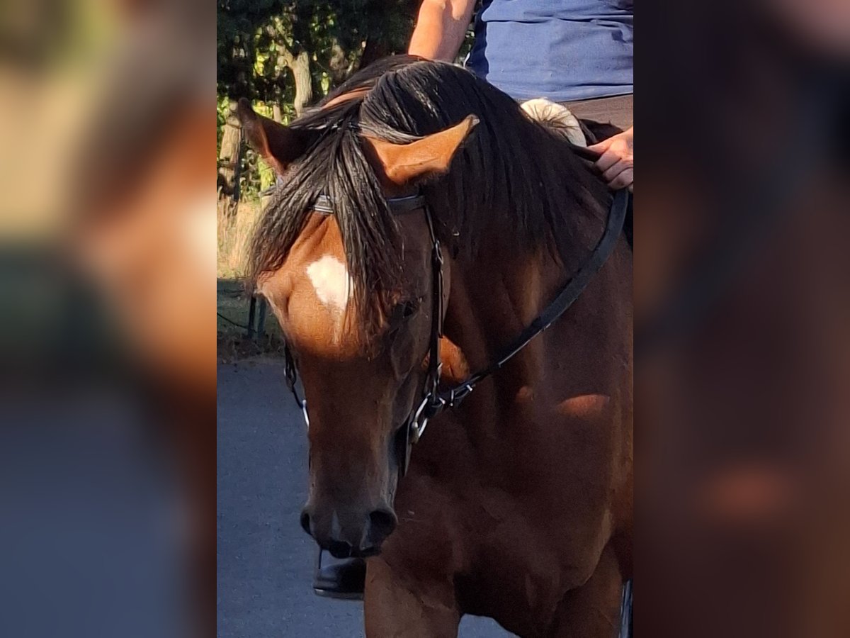 Pura sangre inglés Caballo castrado 5 años 163 cm Castaño in Gr&#xF6;den