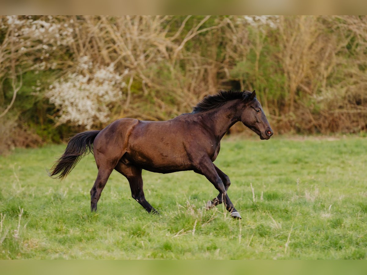 Pura sangre inglés Caballo castrado 5 años 163 cm Negro in Giremoutiers