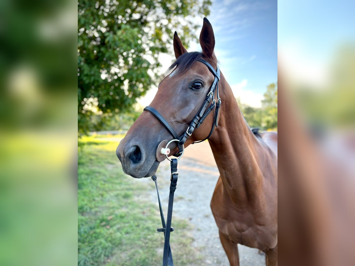 Pura sangre inglés Caballo castrado 5 años 164 cm in Rastatt