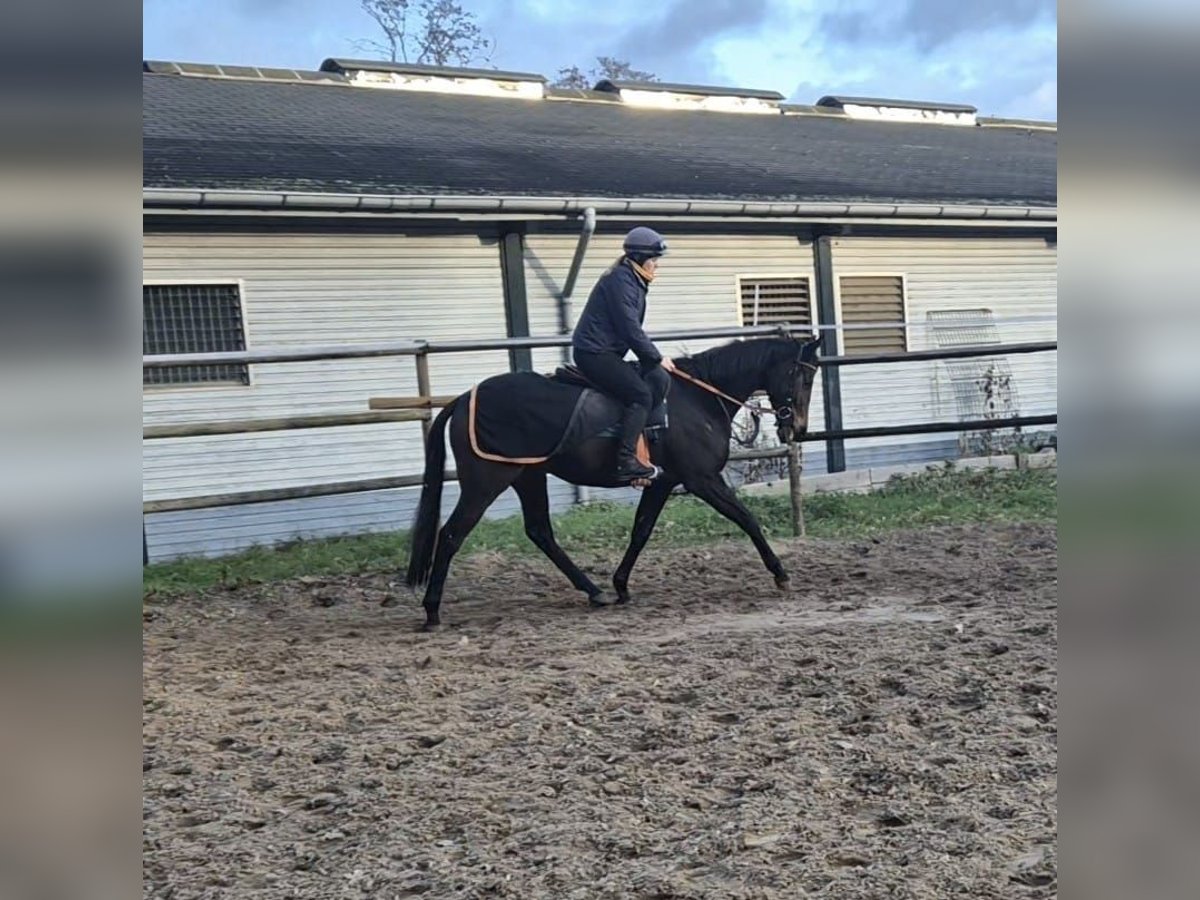 Pura sangre inglés Caballo castrado 5 años 164 cm Castaño oscuro in Neuenhagen bei Berlin