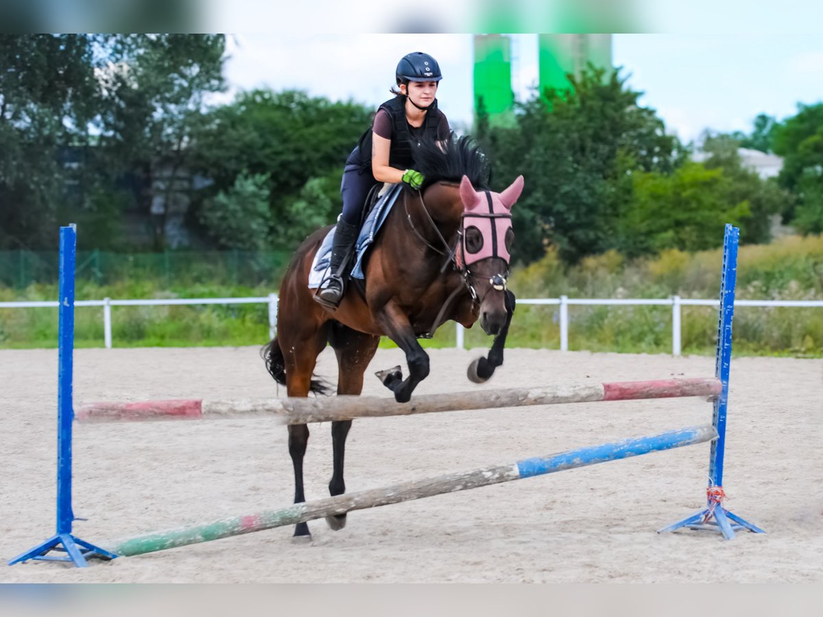 Pura sangre inglés Caballo castrado 5 años 166 cm Castaño oscuro in Wrocław