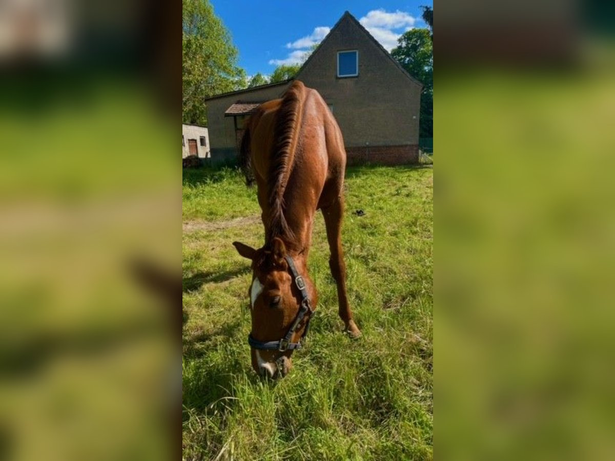 Pura sangre inglés Caballo castrado 5 años 168 cm Alazán in Wendemark