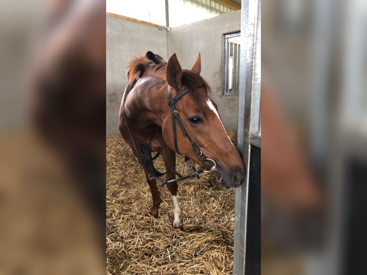 Pura sangre inglés Caballo castrado 5 años 168 cm in Bedburg