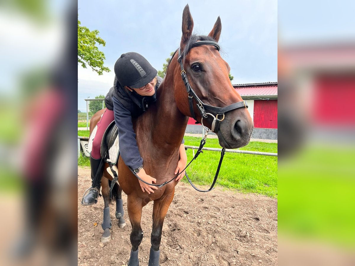 Pura sangre inglés Caballo castrado 5 años 168 cm Castaño in Mainz