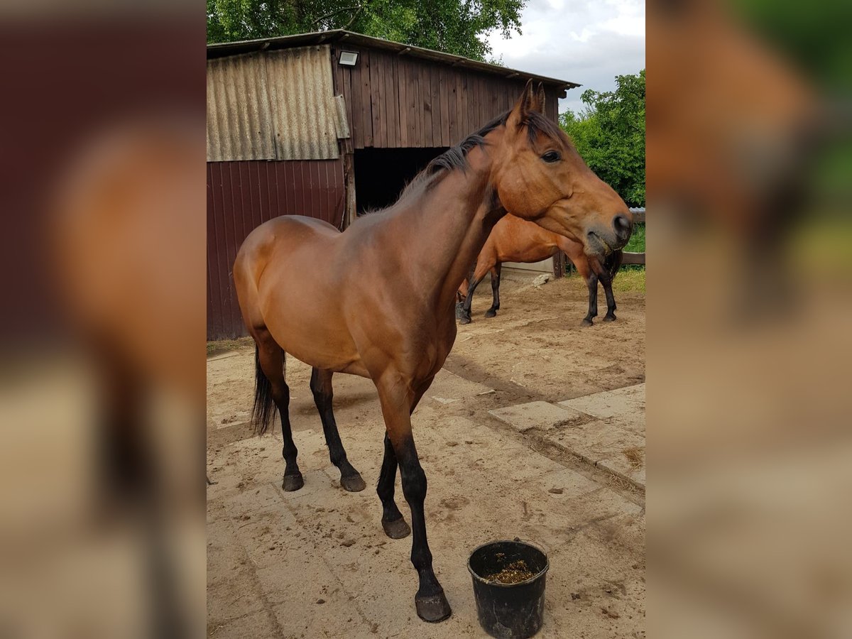 Pura sangre inglés Caballo castrado 6 años 159 cm Castaño oscuro in Gnarrenburg