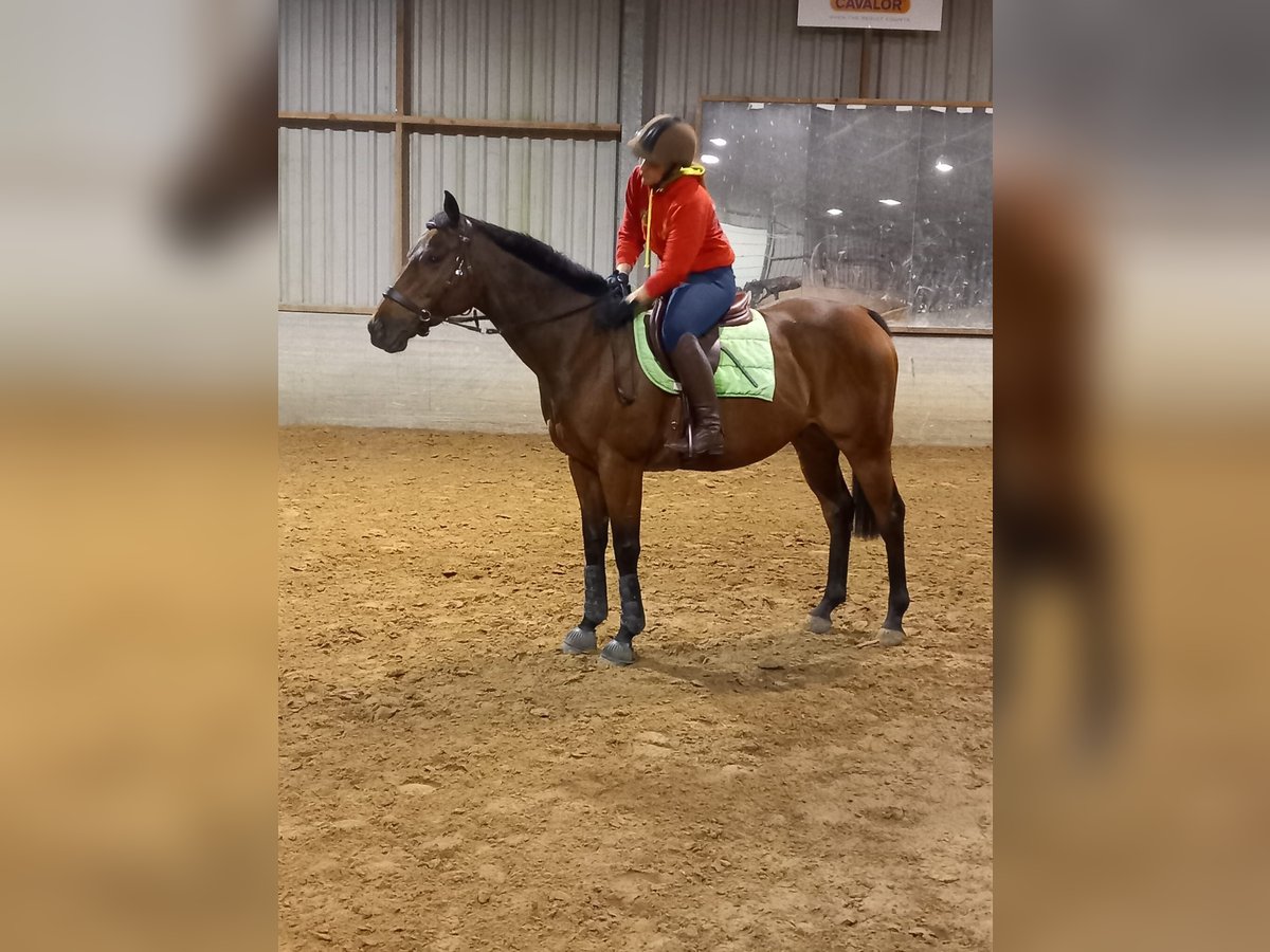 Pura sangre inglés Caballo castrado 6 años 160 cm Castaño in Ieper