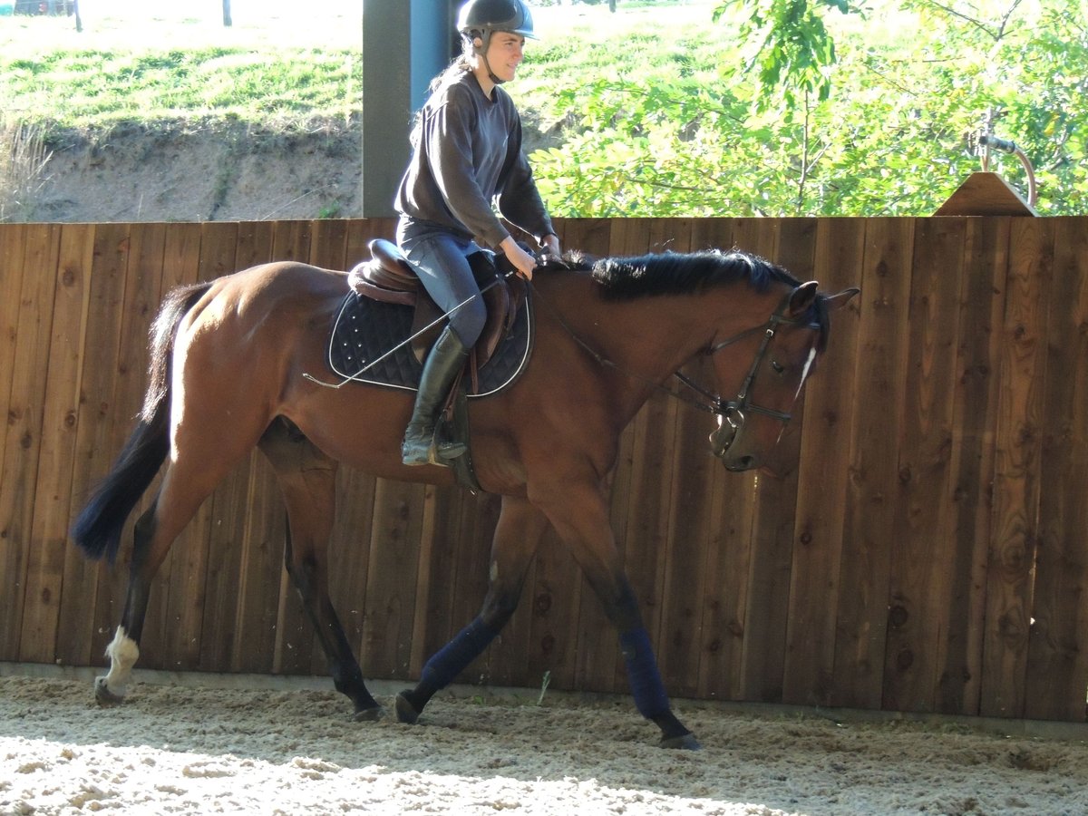 Pura sangre inglés Caballo castrado 6 años 163 cm in TRIVY