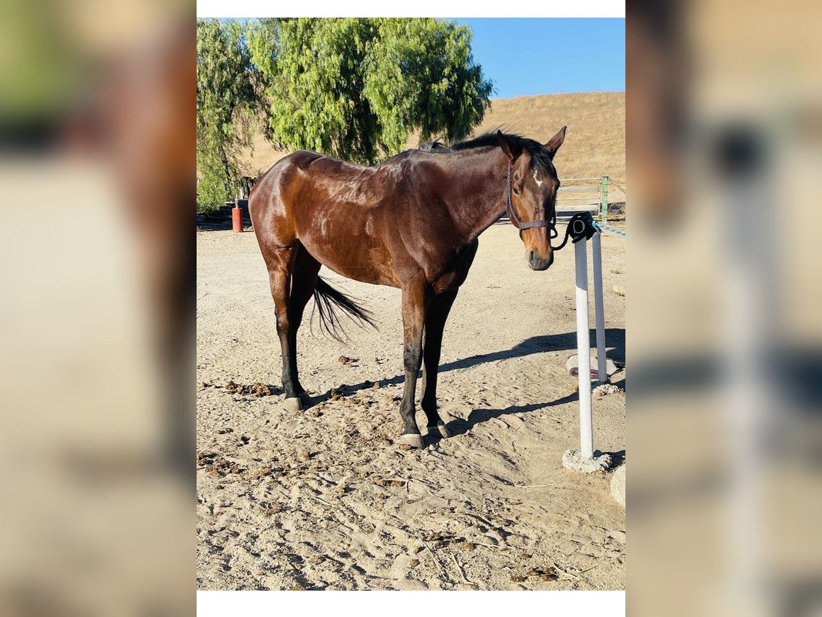 Pura sangre inglés Caballo castrado 6 años 163 cm Castaño rojizo in King City