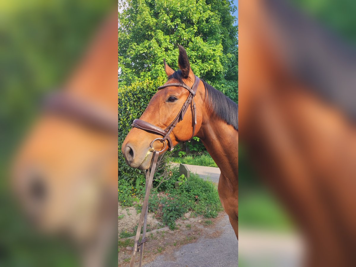 Pura sangre inglés Caballo castrado 6 años 164 cm Castaño in Much