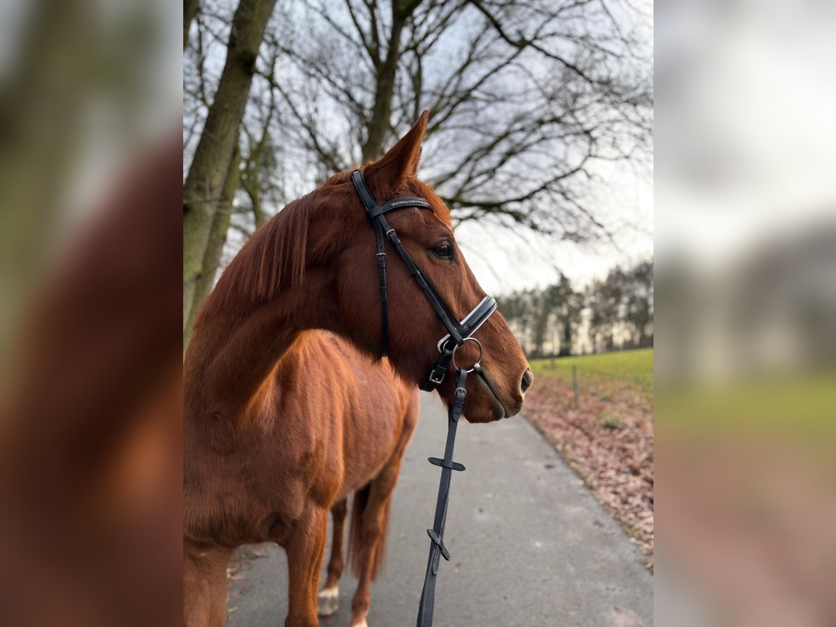 Pura sangre inglés Caballo castrado 6 años 168 cm Alazán in Bad Salzungen