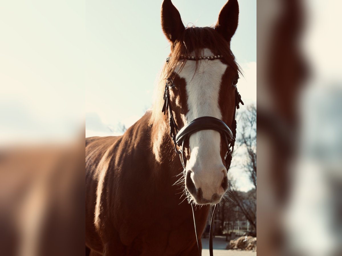 Pura sangre inglés Caballo castrado 6 años 168 cm Alazán in Göttingen