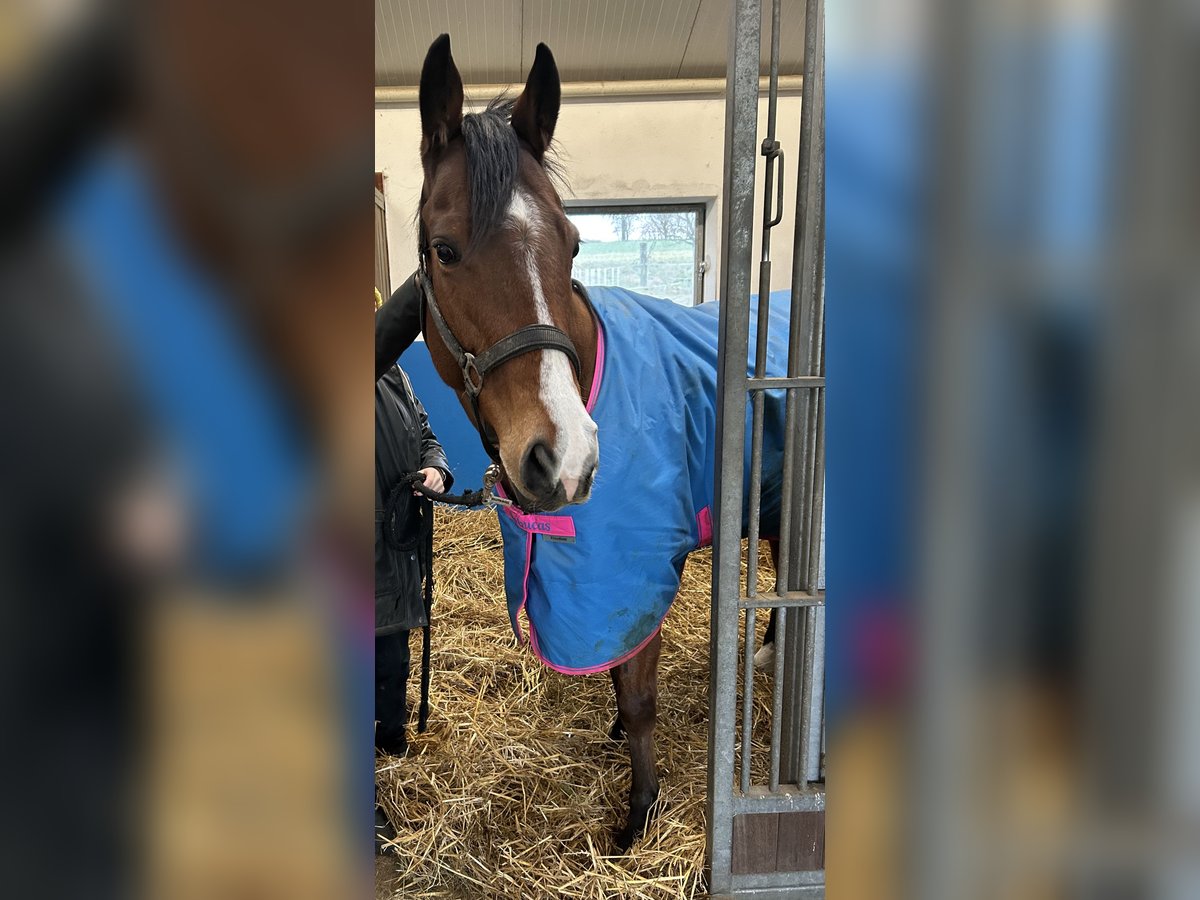 Pura sangre inglés Caballo castrado 6 años Castaño in Reifenberg