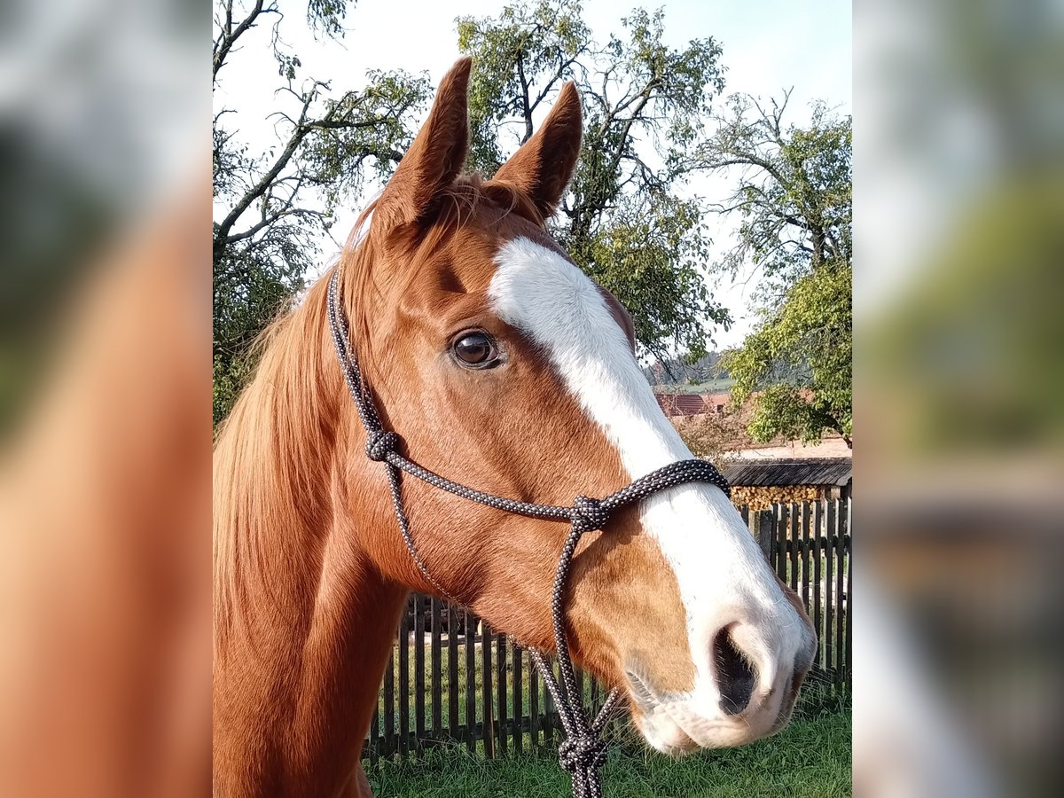 Pura sangre inglés Caballo castrado 7 años 158 cm Alazán in Rudolstadt
