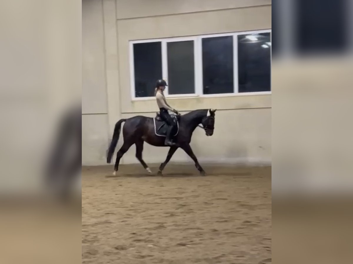 Pura sangre inglés Caballo castrado 7 años 159 cm Morcillo in Marchtrenk