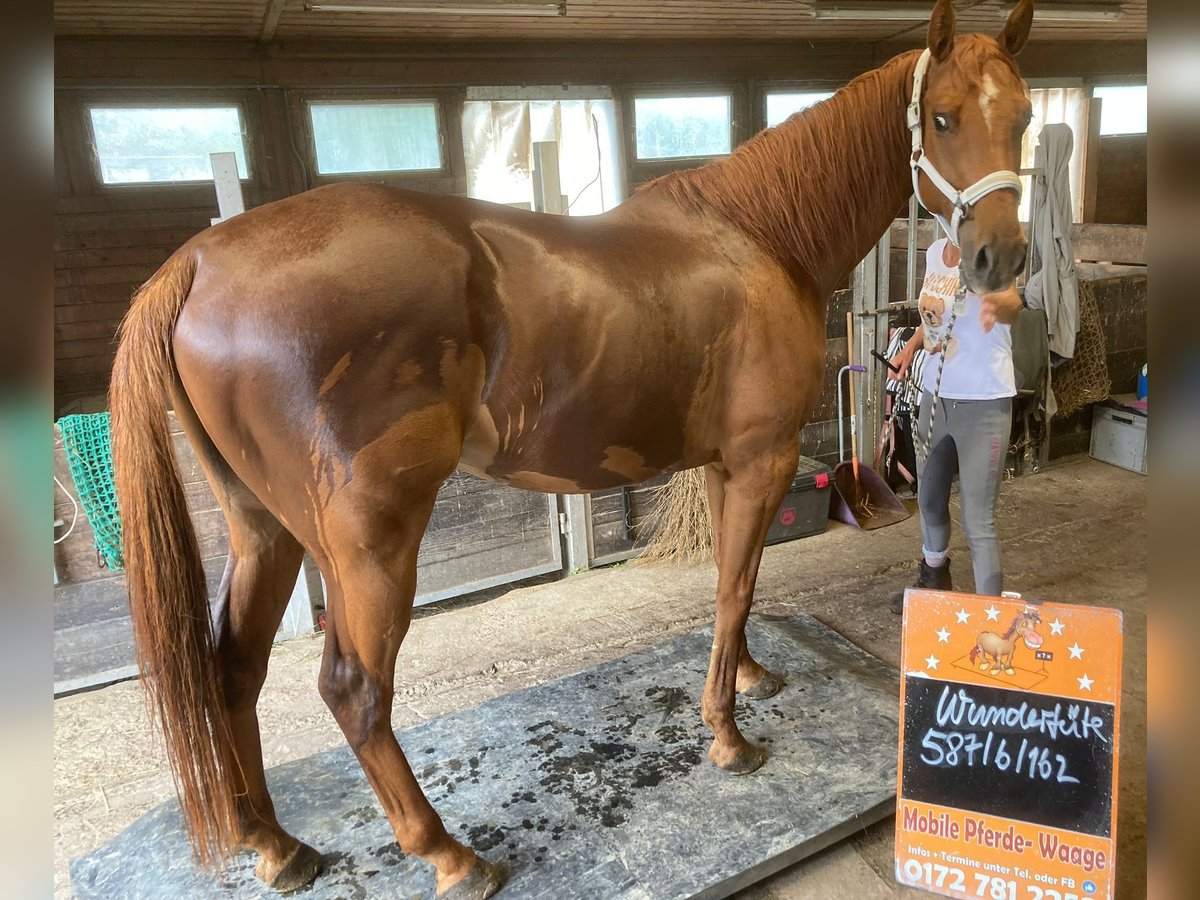 Pura sangre inglés Caballo castrado 7 años 163 cm Alazán in Korb