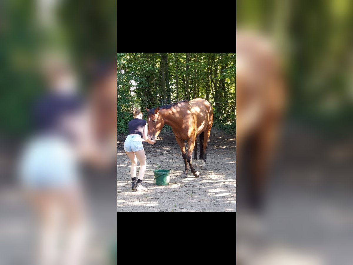 Pura sangre inglés Caballo castrado 7 años 165 cm Castaño in Borsfleth