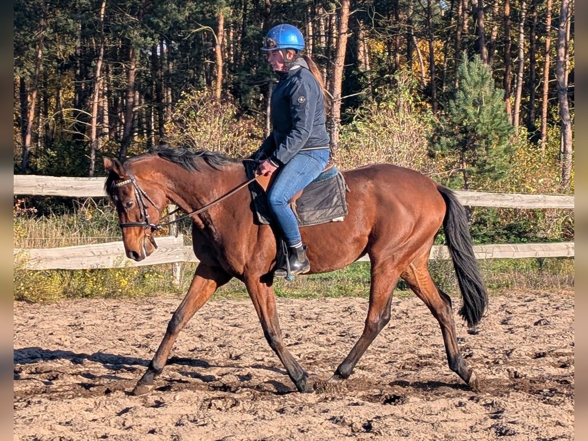 Pura sangre inglés Caballo castrado 7 años 166 cm in M&#xF6;ser