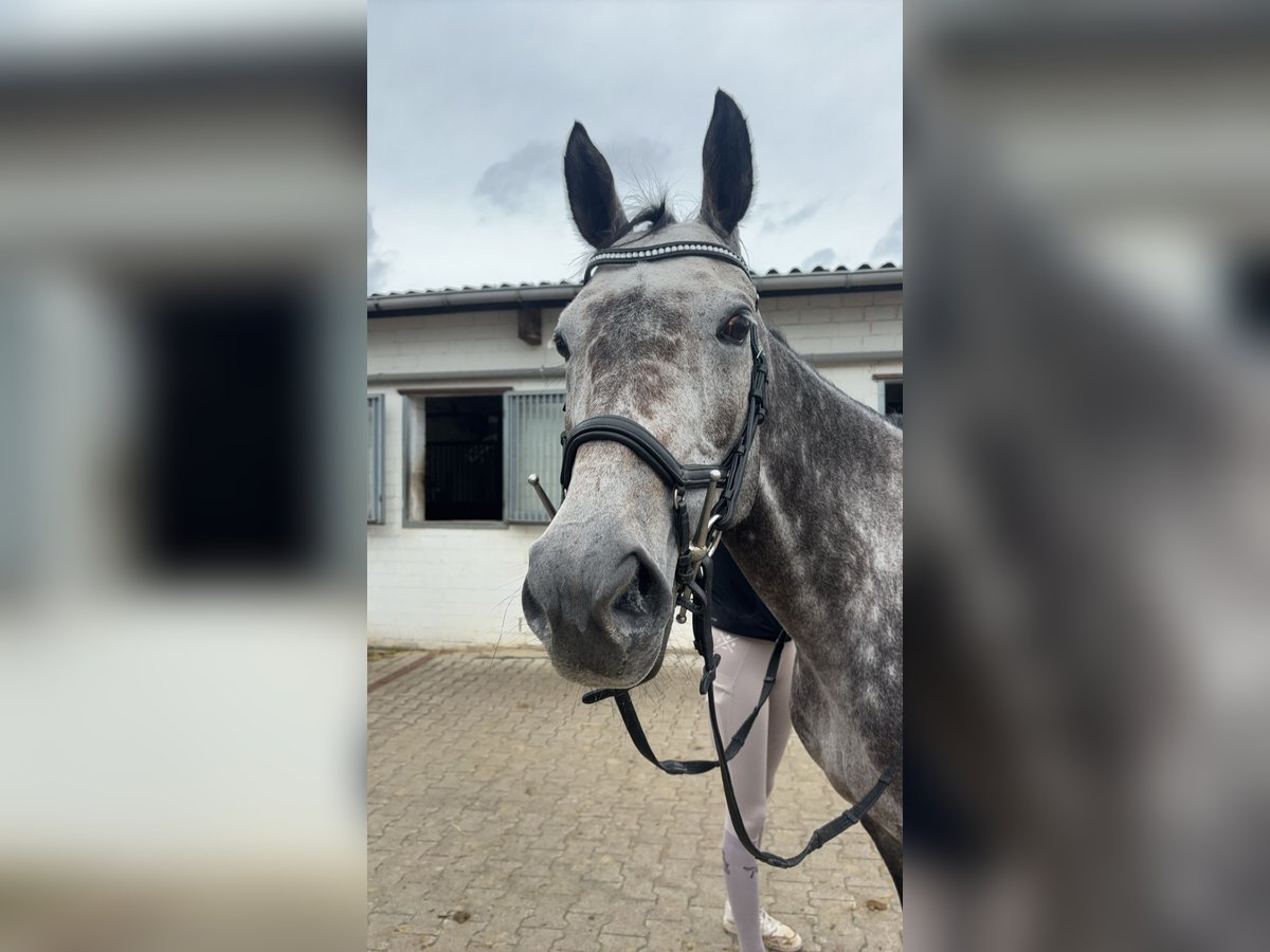 Pura sangre inglés Caballo castrado 7 años Tordo rodado in Dortmund