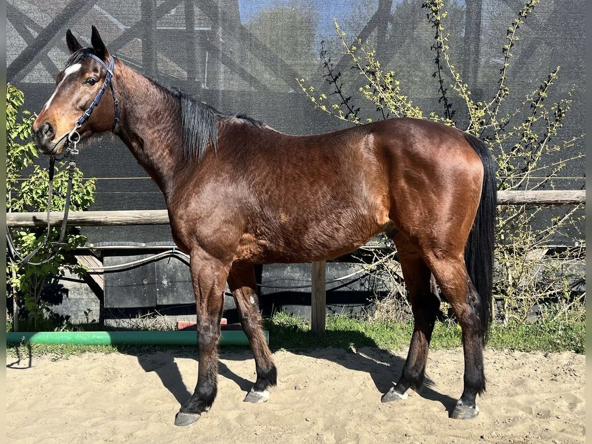 Pura sangre inglés Caballo castrado 8 años 163 cm Castaño in Mülheim an der Ruhr