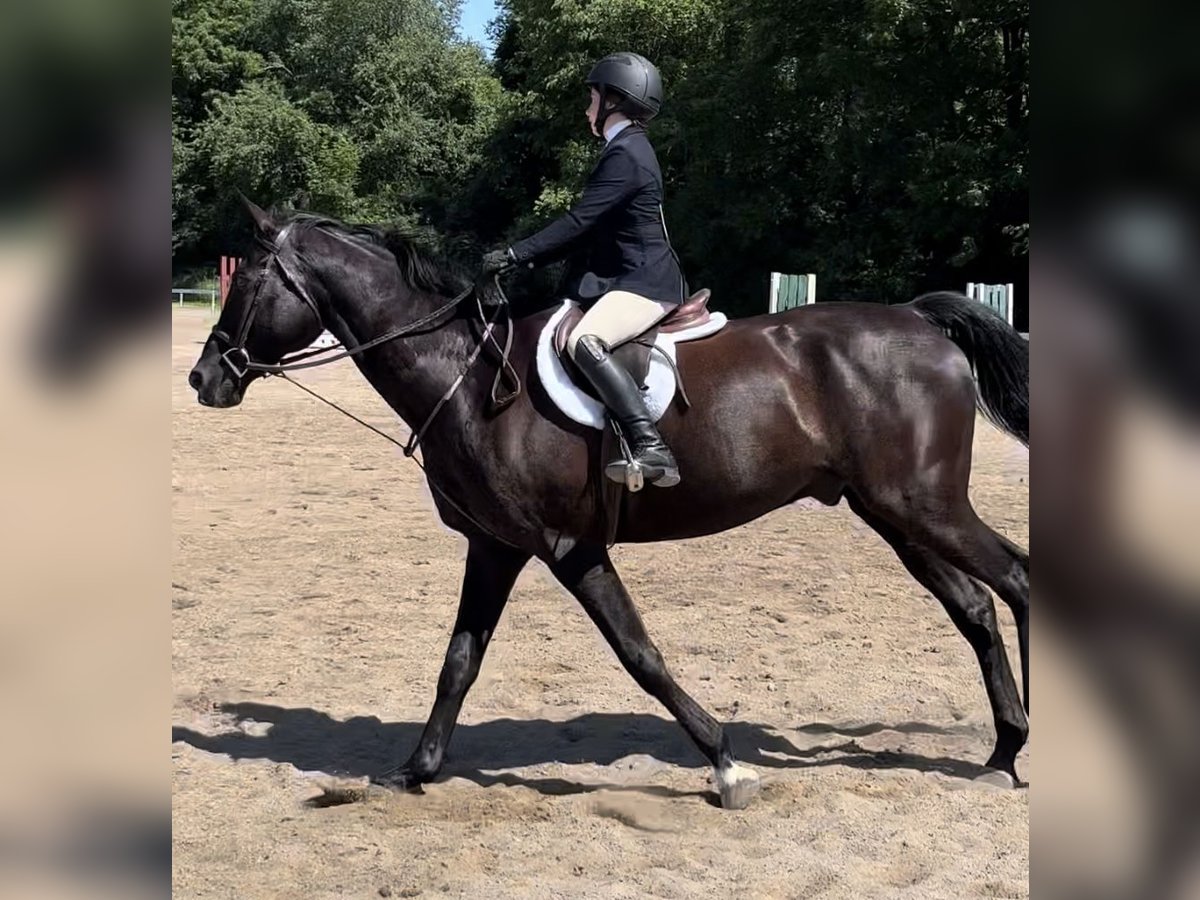 Pura sangre inglés Caballo castrado 8 años 163 cm Castaño in Highland