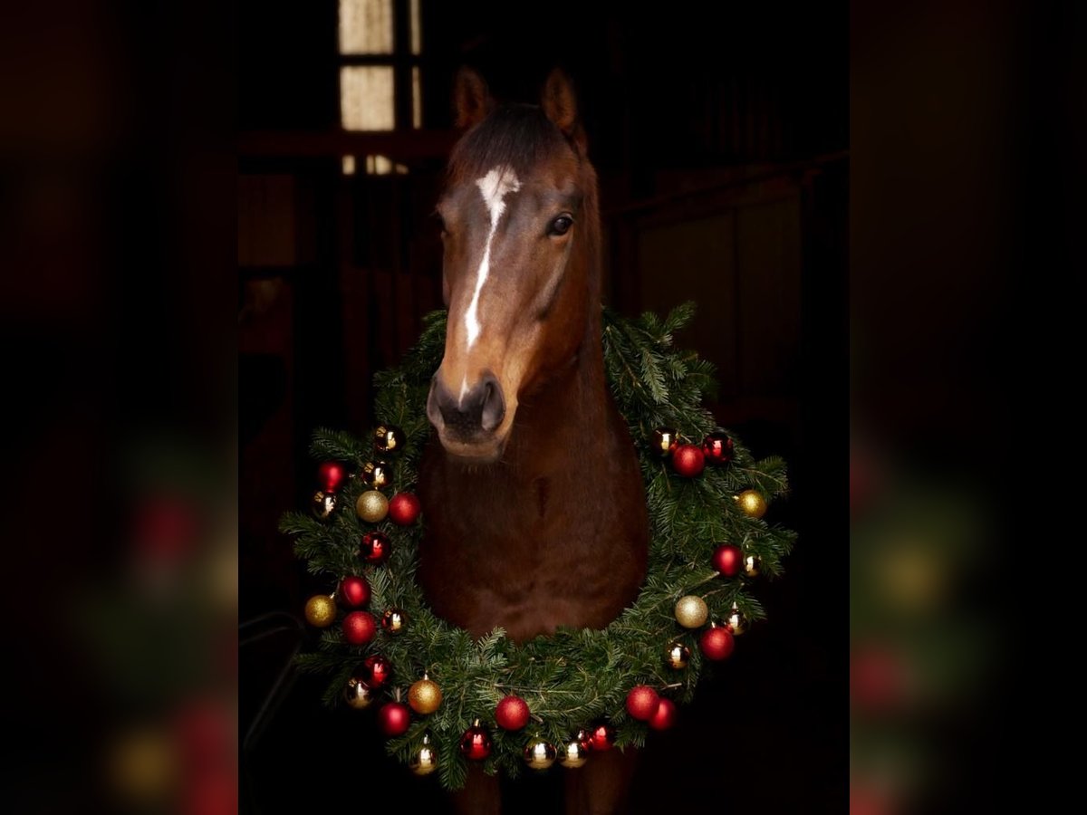 Pura sangre inglés Caballo castrado 8 años 163 cm Castaño oscuro in Ketsch