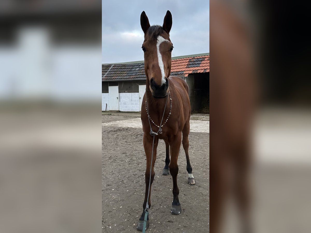 Pura sangre inglés Caballo castrado 8 años 164 cm Castaño claro in Wassenberg