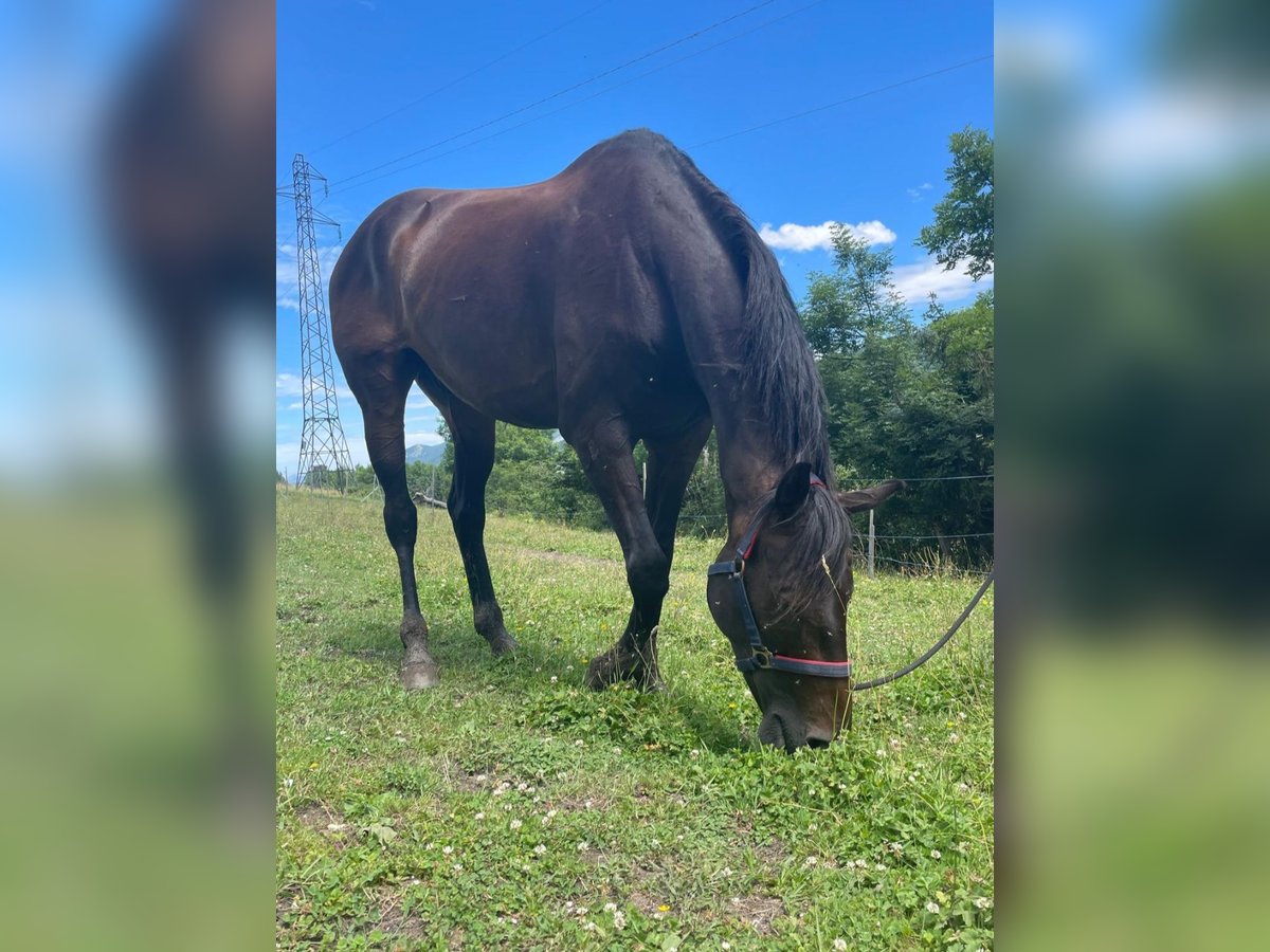 Pura sangre inglés Caballo castrado 8 años 165 cm Castaño oscuro in Villard de lans