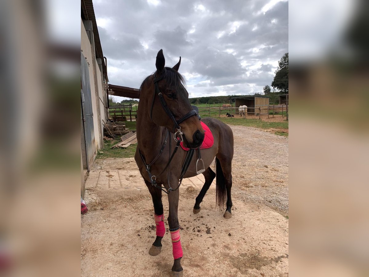 Pura sangre inglés Caballo castrado 8 años 165 cm Negro in Pedrinya (Ajuntament Crespia)