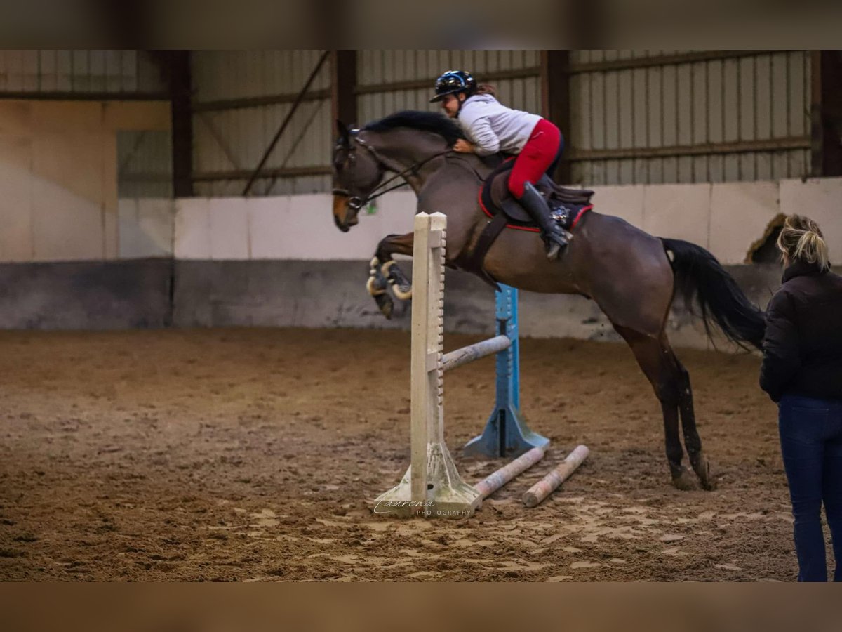 Pura sangre inglés Caballo castrado 8 años 166 cm Castaño in NOEUX LES MINES