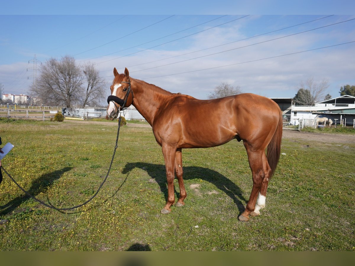 Pura sangre inglés Caballo castrado 8 años 167 cm Alazán in Alcorcon