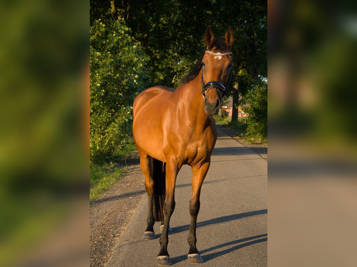 Pura sangre inglés Caballo castrado 8 años 175 cm Castaño in Nieuw-Roden