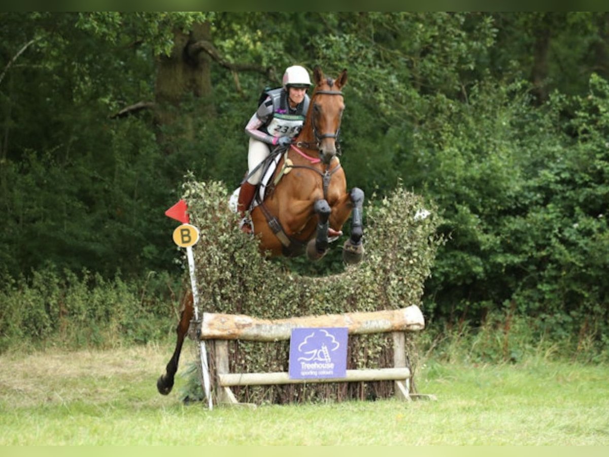 Pura sangre inglés Caballo castrado 8 años 178 cm Castaño in Bromyard