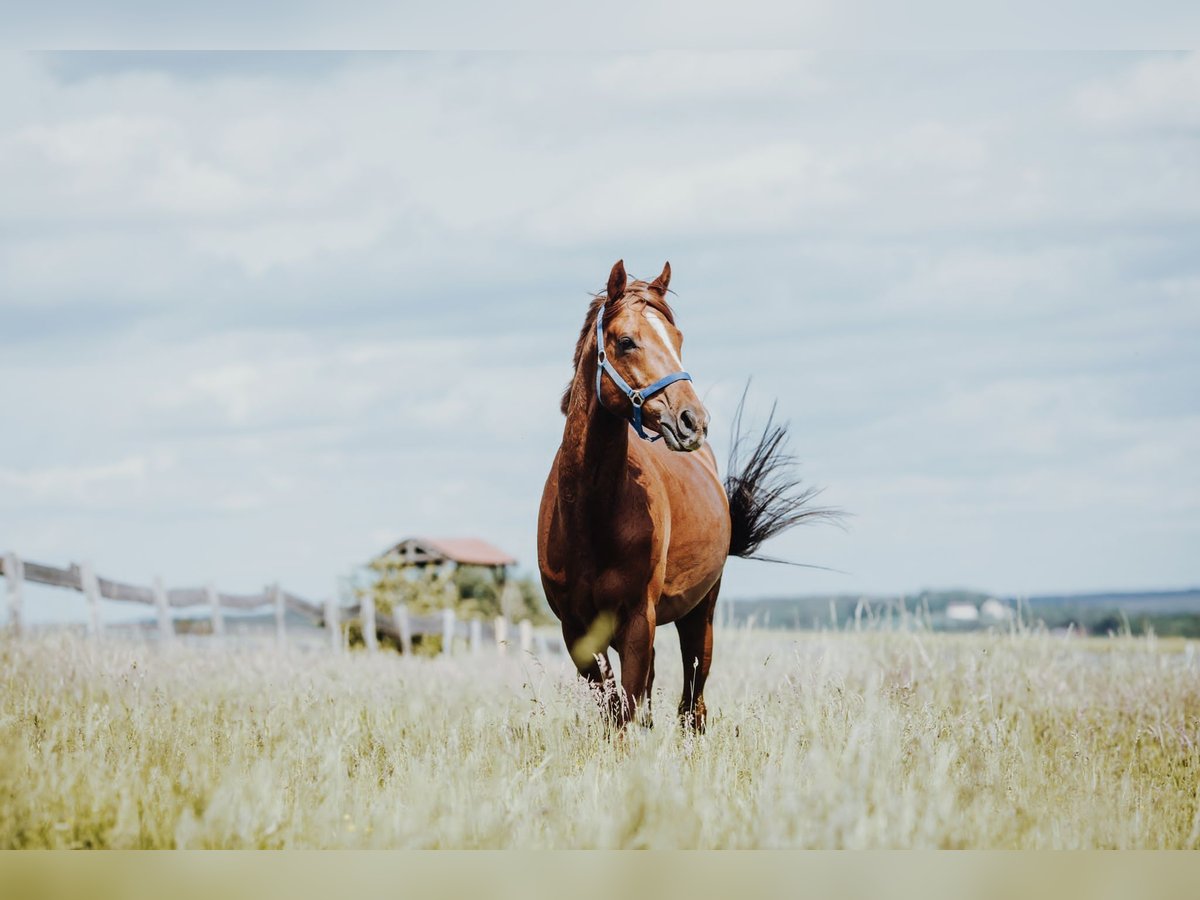 Pura sangre inglés Caballo castrado 9 años 161 cm Alazán in Tiefenthal