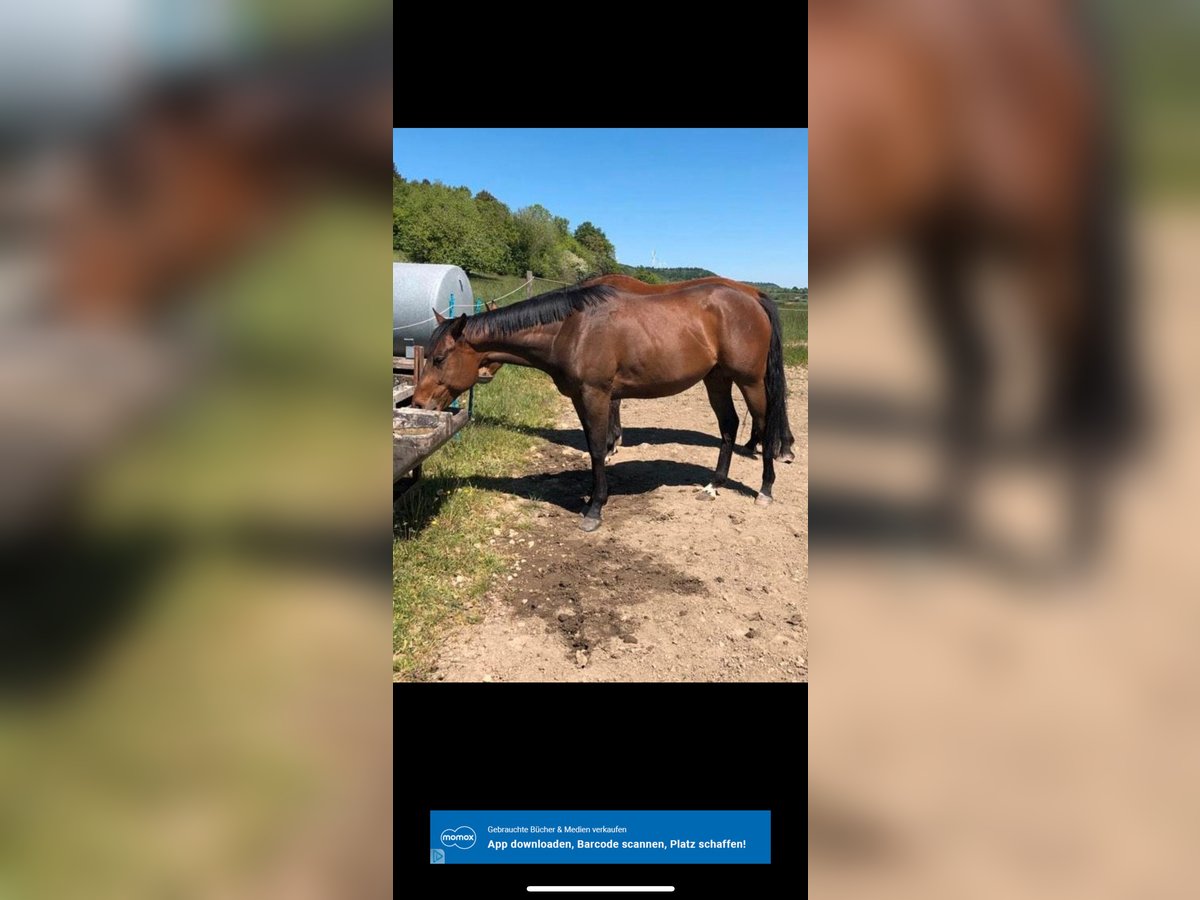 Pura sangre inglés Caballo castrado 9 años 163 cm Castaño in Saarlouis