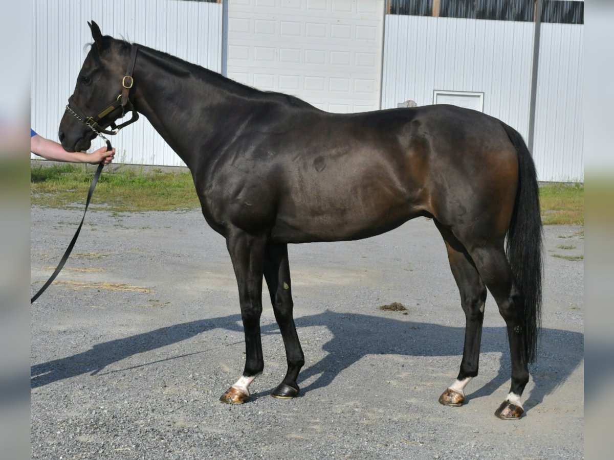 Pura sangre inglés Caballo castrado 9 años 163 cm Castaño oscuro in Lisbon, OH