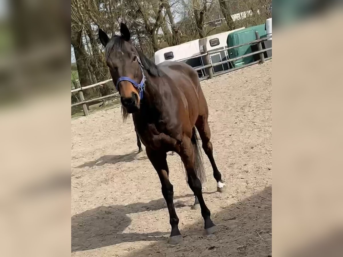 Pura sangre inglés Caballo castrado 9 años 164 cm Castaño in W&#xFC;rselen