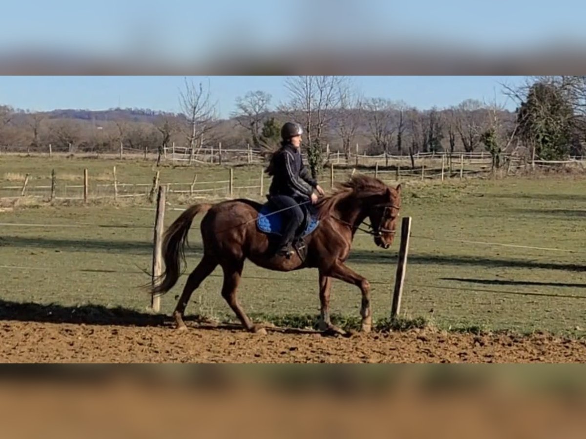 Pura sangre inglés Caballo castrado 9 años 168 cm Alazán in Pau