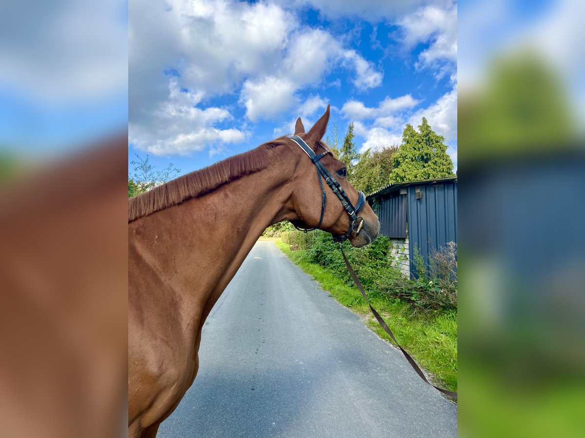 Pura sangre inglés Caballo castrado 9 años 169 cm Alazán in Bottrop