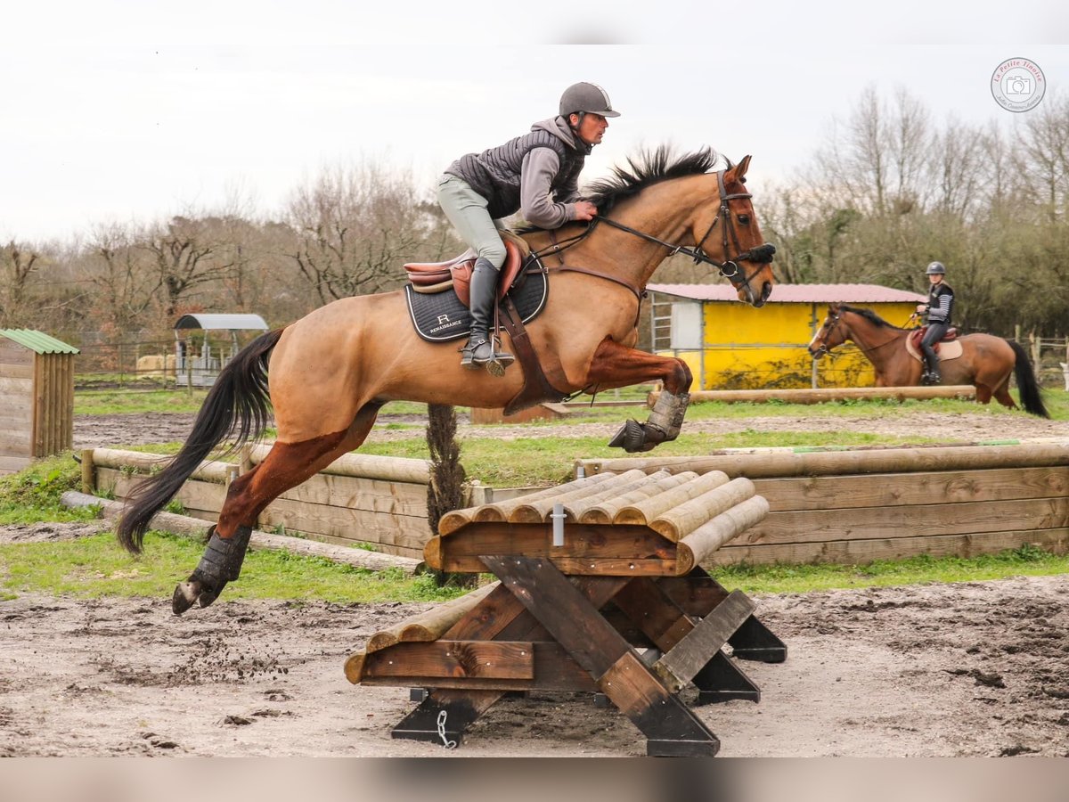 Pura sangre inglés Caballo castrado 9 años 170 cm Castaño in Bordeaux