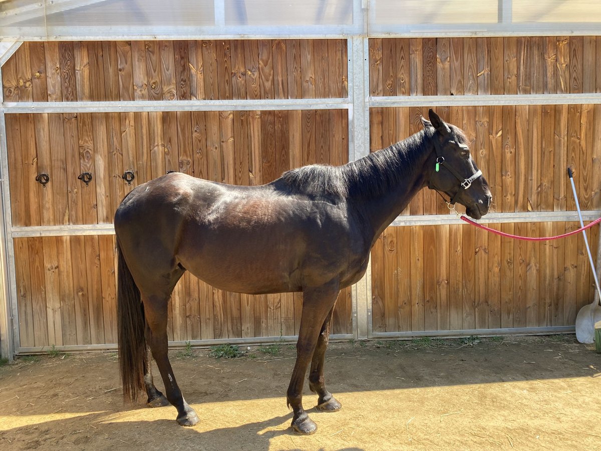 Pura sangre inglés Caballo castrado 9 años 170 cm Castaño oscuro in Santa Susanna
