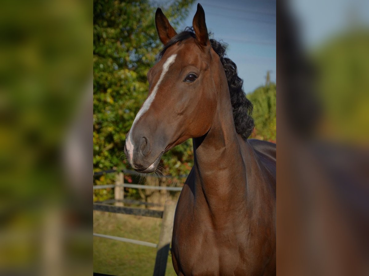 Pura sangre inglés Caballo castrado 9 años 172 cm Castaño in Sonsbeck