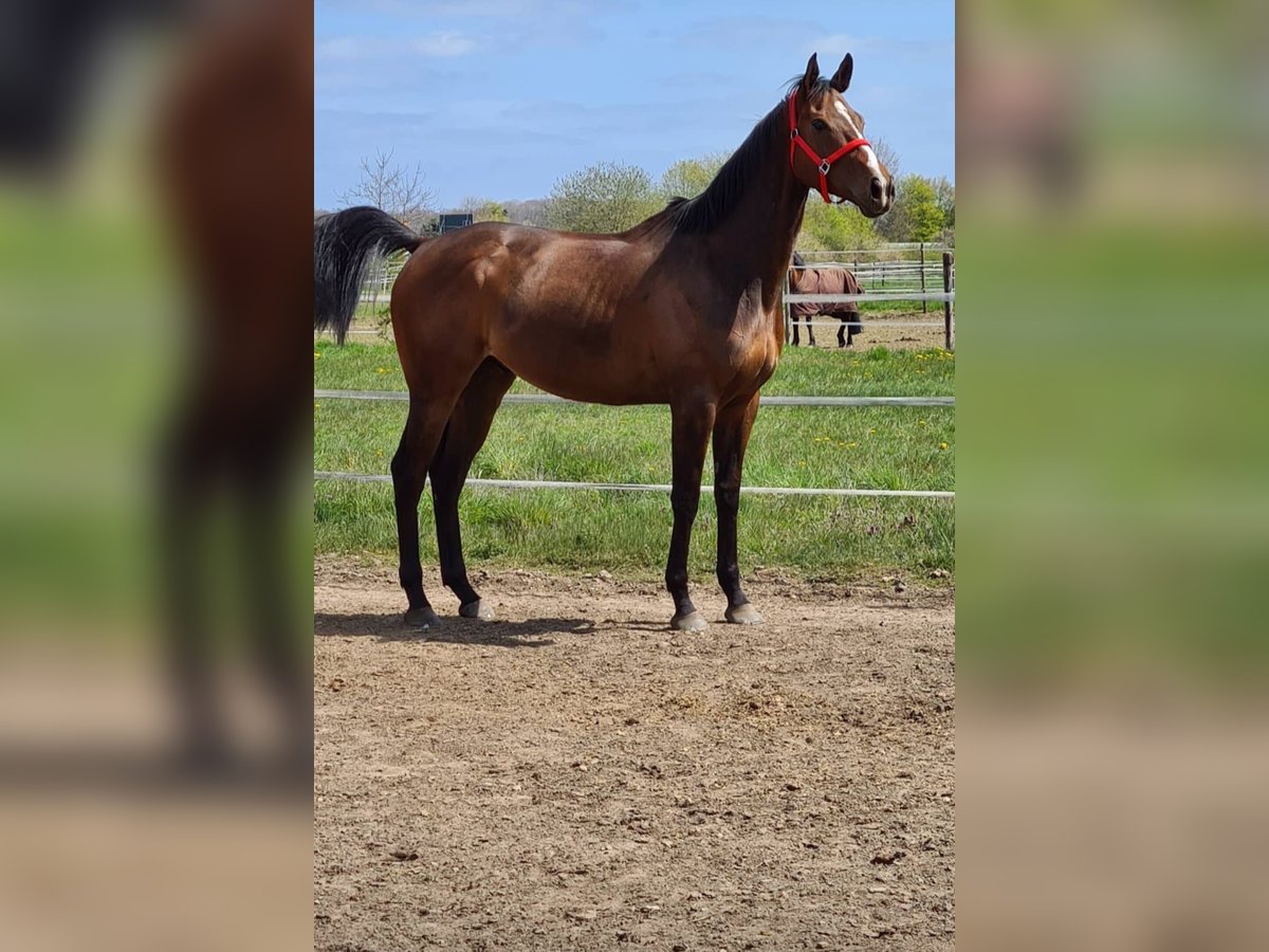 Pura sangre inglés Caballo castrado 9 años 172 cm Castaño in Issum