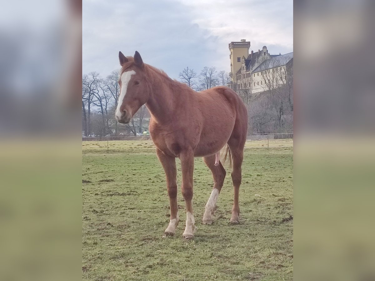 Pura sangre inglés Semental 2 años 160 cm Alazán in Grimma