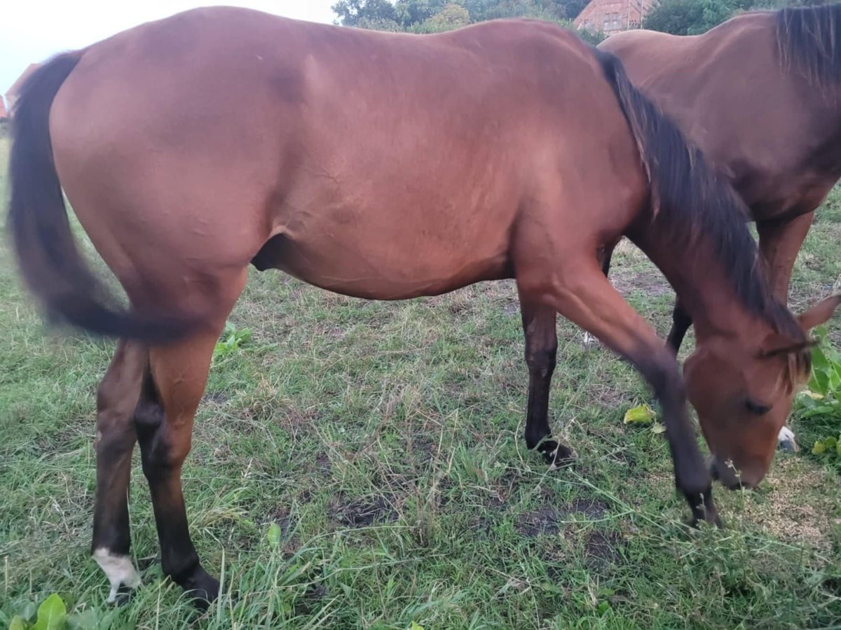 Pura sangre inglés Semental 2 años 160 cm Castaño in Cieszków