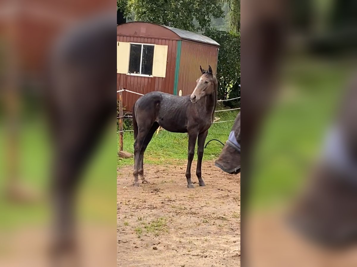 caballos pura sangre in vendita