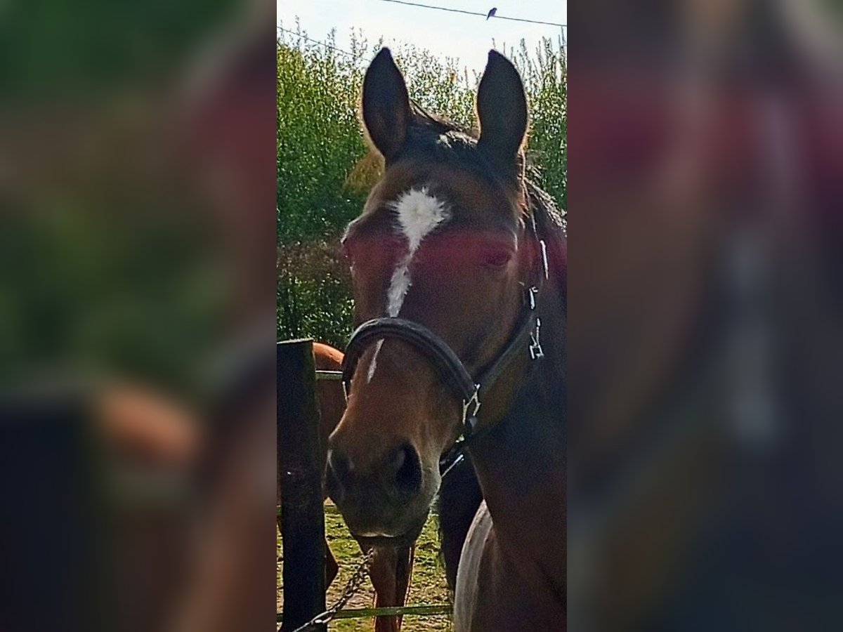 Pura sangre inglés Yegua 11 años 163 cm Castaño in Gouttières